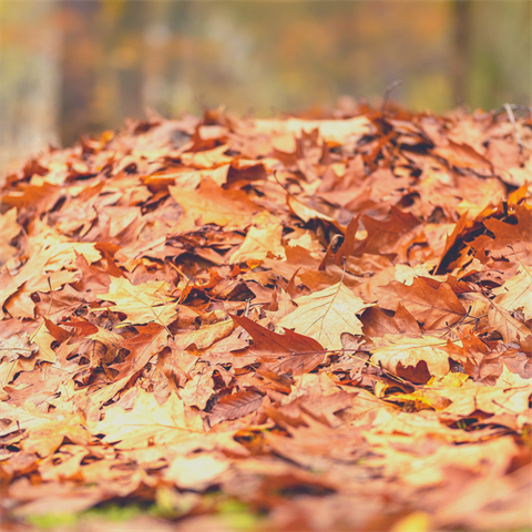Photograph of a pile of leaves in the fall