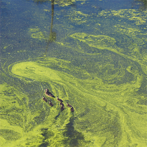 Photograph of ducks swimming through an algae bloom in water