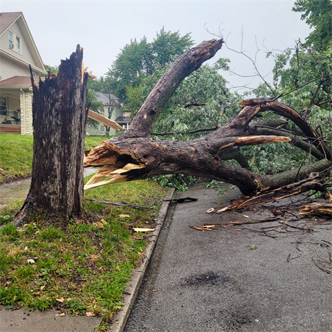 Photograph of a damaged tree following severe weather in Kansas City, Kansas